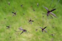 Mosquito Control Brisbane image 6